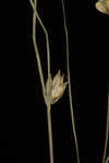 Threeseeded sedge